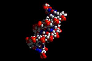 A space-filling 3D model of part of a DNA double helix against a black background.